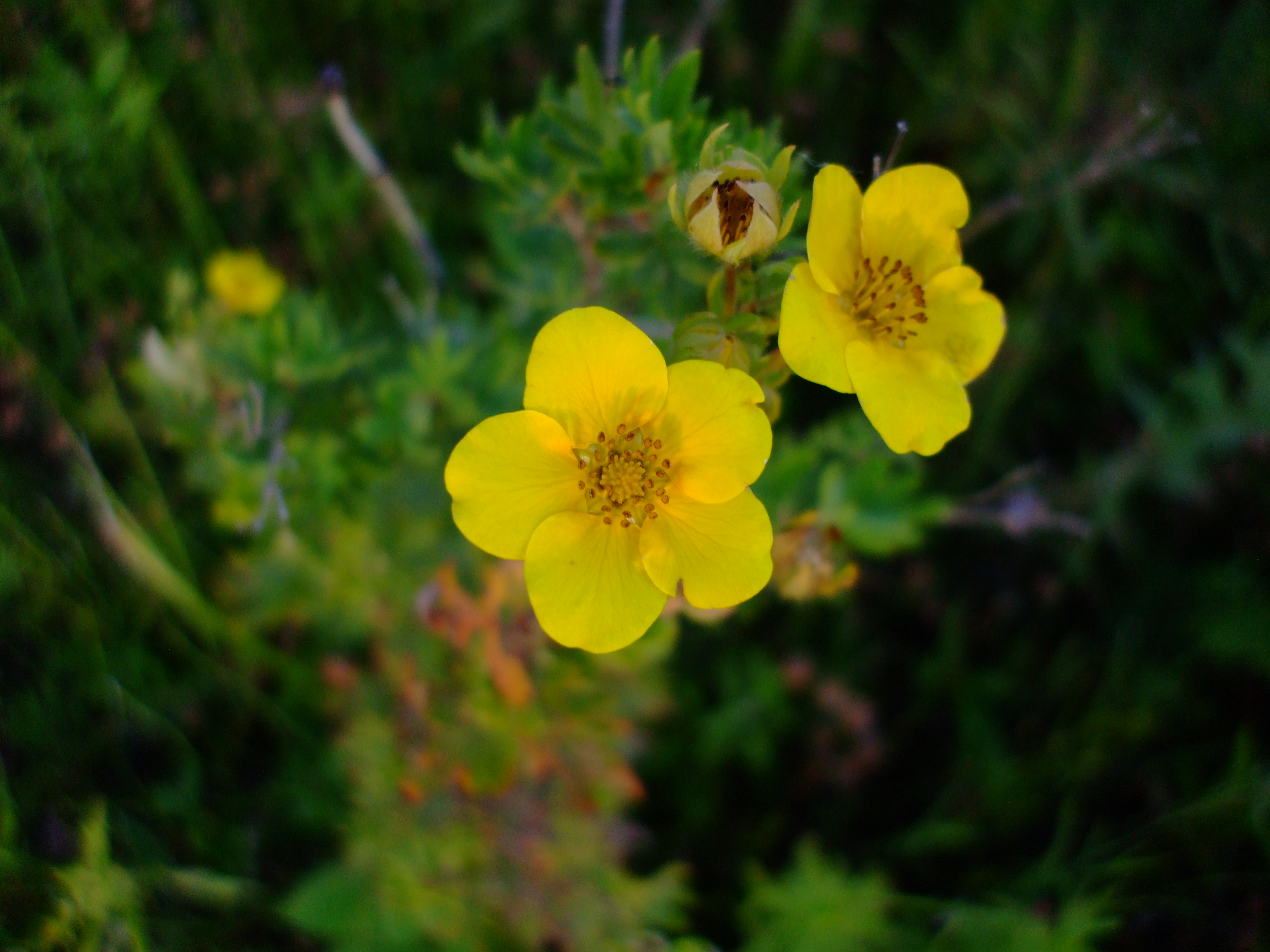 Potentilla fruticosa